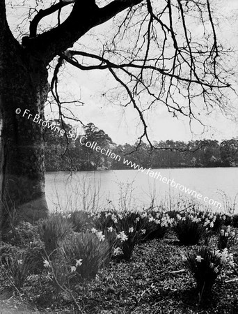 FLOWERS UNDER TREE